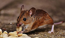 24 Hour & Emergency Exterminators in Eden Prairie, MN
